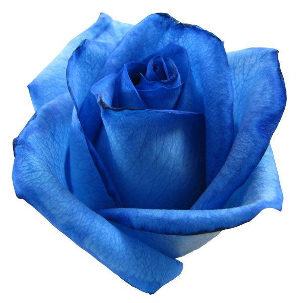 when God is silent - blue rose