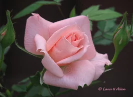 Pink Rose